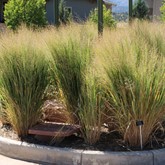 Northwind Switchgrass